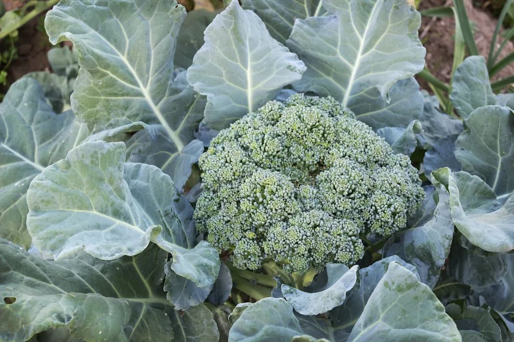 SIRI YA KABICHI, BROCOLI, & VITUNGUU KUJIFUNIKA