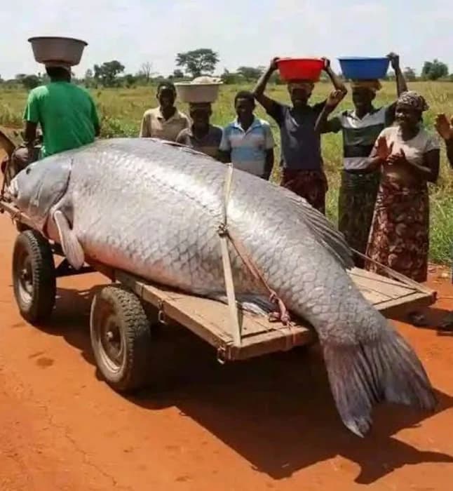 Samaki ni zaidi ya Viwanda Afrika