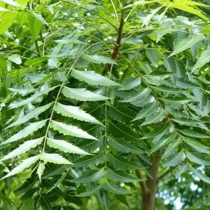 Siri ya Mimea Michungu kama Mwarobaini, Aloe vera, na Majani ya Mpera, katika Tiba?