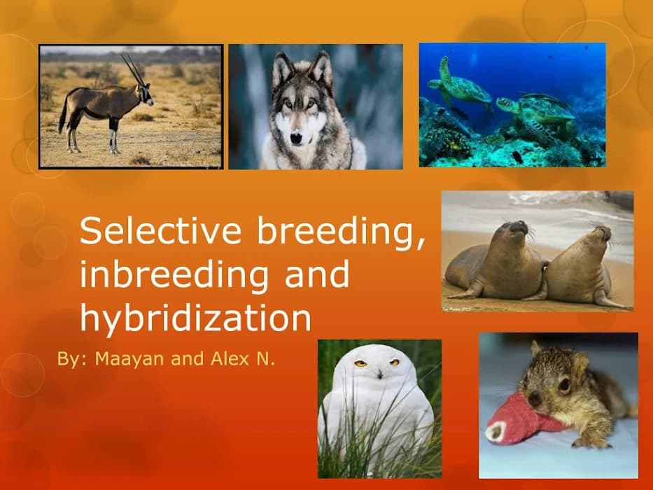 Teknolojia nyuma ya Mazao yote ya Kisasa ‘’Selective breeding & hybridization’’