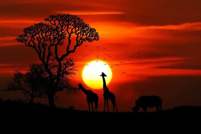 Mwanga Ni Chakula Kikuu Afrika